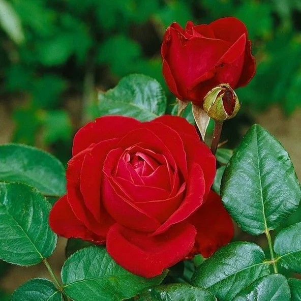 Tüplü Yediveren Liebeszauber Yoğun Parfüm Kokulu Kırmızı Gül Fidanı