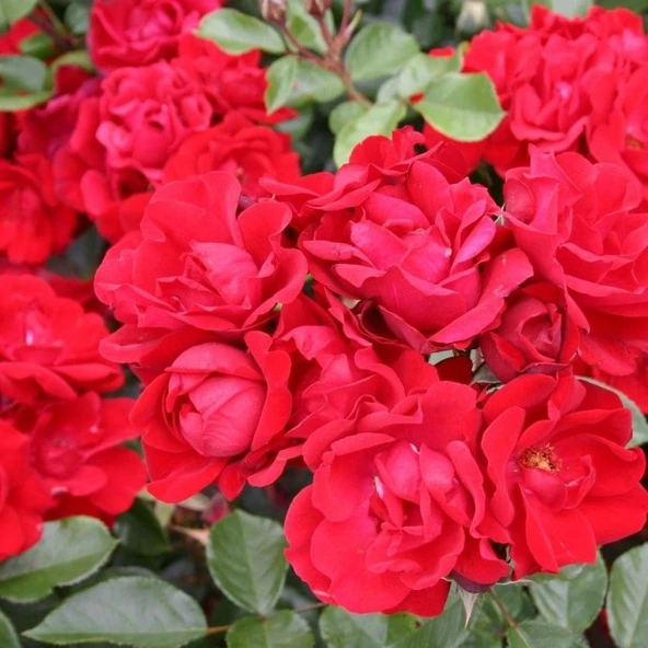 Tüplü Soğuklara Dayanıklı Çok Goncalı Andalusienn Yediveren Gül Fidanı ürün görseli