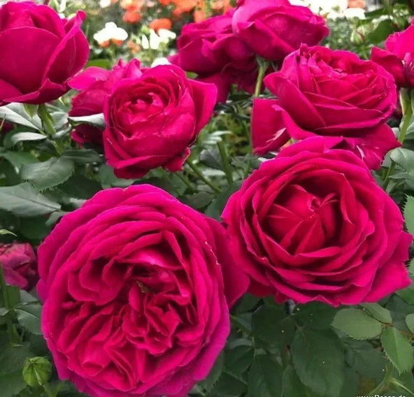 Tüplü Koleksiyonluk Fur Elise Yoğun Kokulu Parfüme Yediveren Gül Fidanı ürün görseli