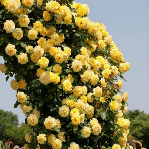 Soğuklara Dayanıklı Tüplü Yediveren Golden Gate Sarı Kokulu Sarmaşık Gül Fidanı ürün görseli
