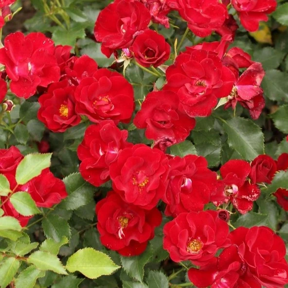 Menekşe Tipli Tüplü Yediveren Soğuklara Dayanıklı Marondo Gül Fidanı Yer Örtücü ürün görseli