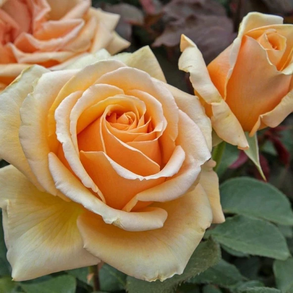 Tüplü Yediveren Valencia Yoğun Kokulu Gül Fidanı ürün görseli