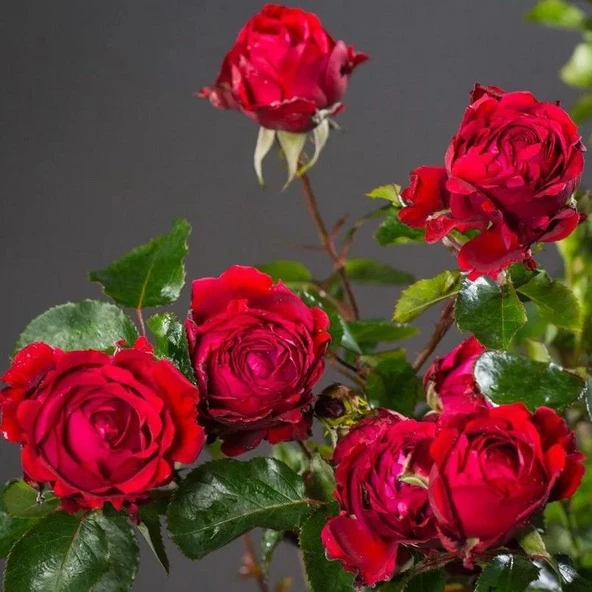 Tüplü Yediveren Kokulu Soğuklara Dayanıklı Traumfrau Yediveren Gül Fidanı ürün görseli