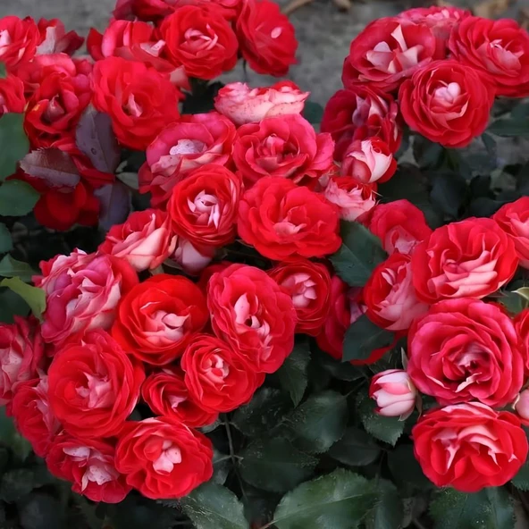 Tüplü Ödüllü Yediveren Rosige Landdrostei Yediven Gül Fidanı ürün görseli