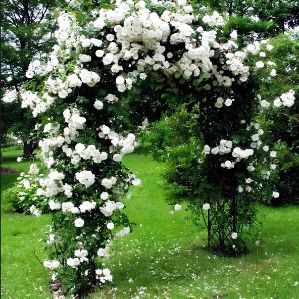 Tüplü Kokulu Yediveren Bride Crown Beyaz Sarmaşık Gül Fidanı(120-200 CM) ürün görseli