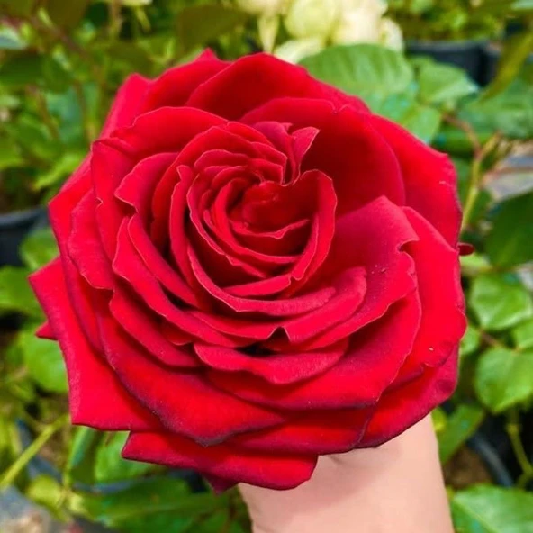 Tüplü İri Goncalı Soğuklara Dayanıklı Kokulu Venüs Yediveren Gül Fidanı ürün görseli