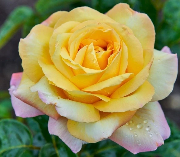 Tüplü Yediveren Kokulu Soğuklara Dayanıklı Amazon Yediveren Gül Fidanı ürün görseli