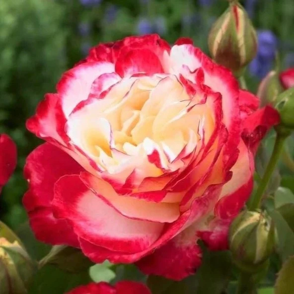 Tüplü Double Delight Pembe Beyaz Yediveren Gül Fidanı ürün görseli