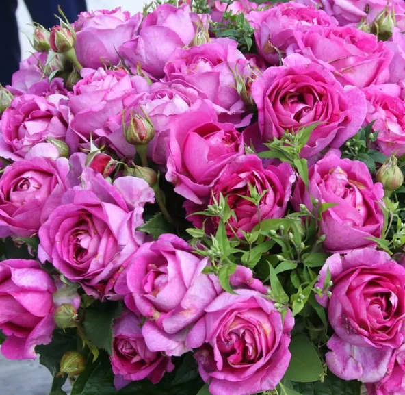 Tüplü Yediveren Carmen Wurth Yoğun Kokulu Yediveren Mor Gül Fidanı ürün görseli