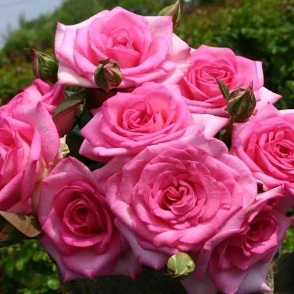 Tüplü Yoğun Kokulu Gloria Yediveren Gül Fidanı ürün görseli