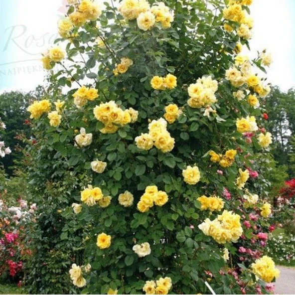 Tüplü Yediveren Golden Gate Sarı Kokulu Sarmaşık Gül Fidanı (120-160 cm) - Resim 2