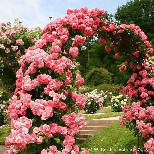 Tüplü Aşılı Kokulu Yediveren Pembe Rosarium Uetersen Sarmaşık Gül Fidanı - 2