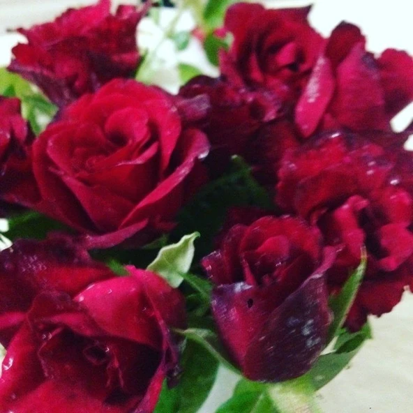 Tüplü Dikensiz Kokulu Kırmızı Red Love Gül Fidanı ürün görseli