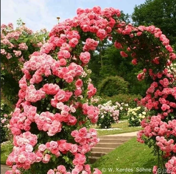 Tüplü Aşılı Kokulu Yediveren Pembe Rosarium Uetersen Sarmaşık Gül Fidanı