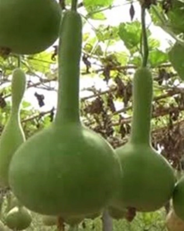 Yerli Su Kabağı Tohumu 5 Ad Tohum ürün görseli 1