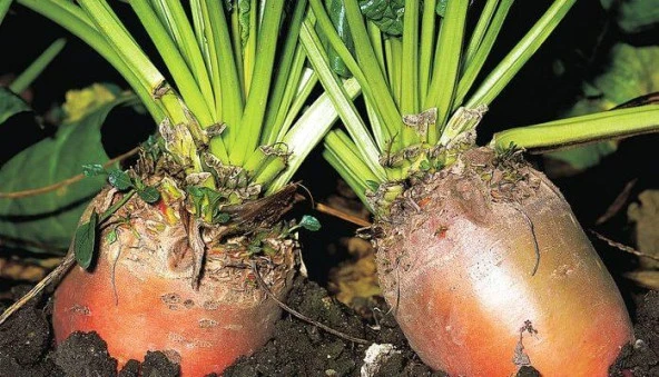 HAYVAN PANCARI-YEMLİK PANCAR TOHUMU 10 GR ORT 300 AD TOHUM - 3