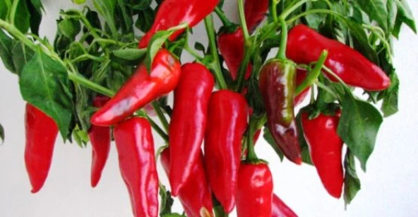 Yerli Orta Acı Maraş Biberi Tohumu 10 Gr Ort 1200 Ad Tohum ürün görseli