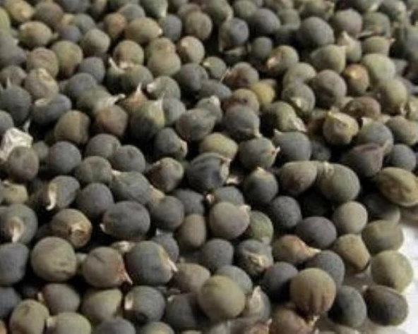 Yerli bamya tohumu 50 gr ort 750 ad tohum (kireçleme ve eklem rahatsızlıkları için) ürün görseli 1