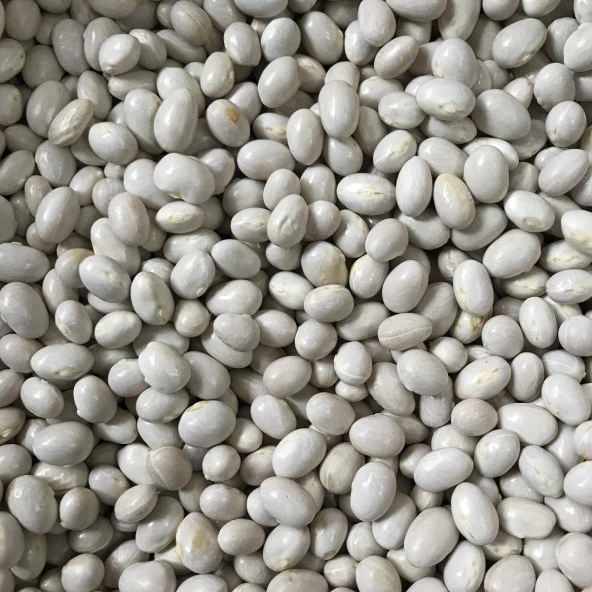 YERLİ SIRIK ŞEKER FASULYE TOHUMU 100 GR - 2
