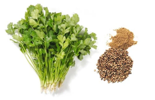 YERLİ AŞ OTU (KİŞNİŞ - KİNZİ) TOHUMU 25 GR ORT 3000 AD TOHUM ürün görseli 1