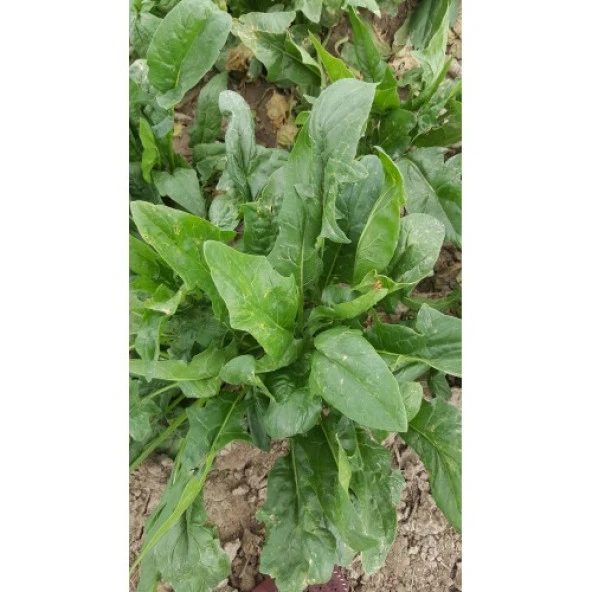 Yerli Dikenli Ispanak Tohumu - 25 Gr (Ort 2000 Ad) ürün görseli 1