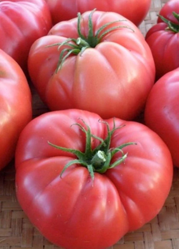 Yerli Köy Domatesi Tohumu (1 Gr Ort 250 Tohum) ürün görseli