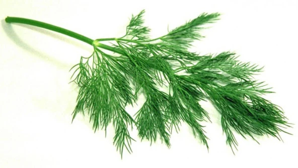 Yerli Dereotu Tohumu 10 Gr (Ort 6000 Tohum) ürün görseli 1