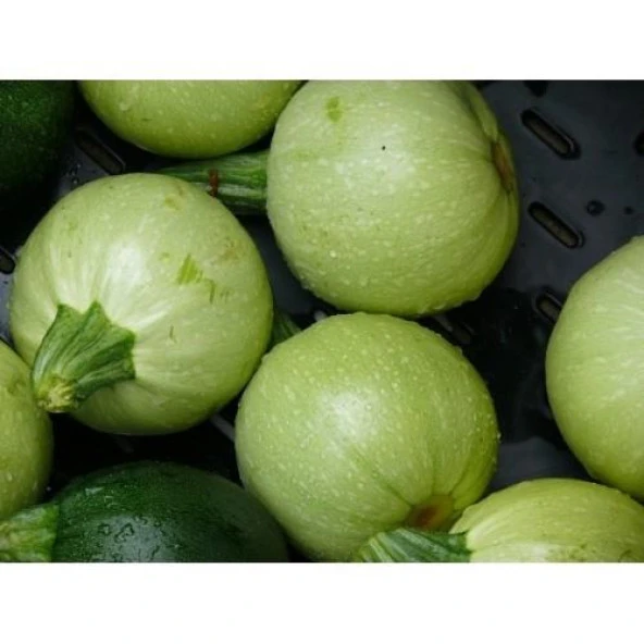 Yerli Beyaz Topak Kabak Tohumu 3 Gr (Ort 25 Ad Tohum) - 1