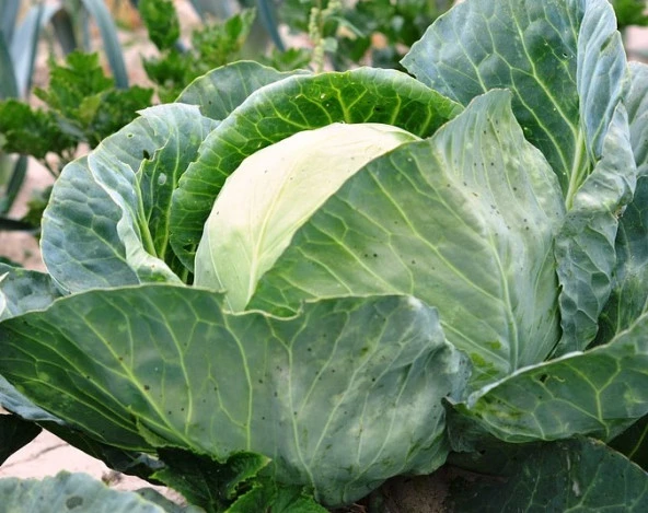 Yerli Beyaz Top Lahanası Tohumu 10 Gr (Ort 2000 Ad Tohum) ürün görseli