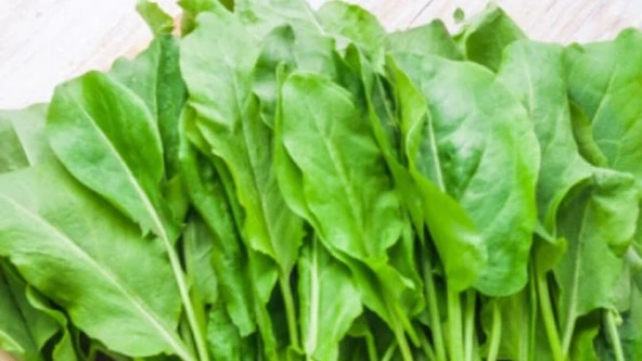 Yerli Kuzukulağı (Ekşiot) Tohumu 3 Gr (Ort 3600 Ad Tohum) ürün görseli 1