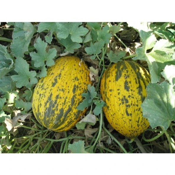 Yerli Kırkağaç Kavun Tohumu - 10 Gr (Ort 200 Ad Tohum) ürün görseli 1