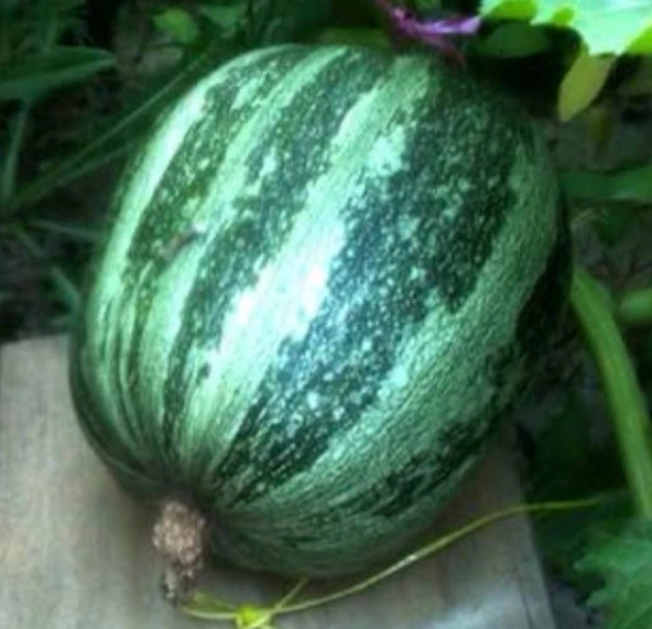 Yerli Kara Kabak Tohumu 25 Gr (Ort 125 Ad Tohum) ürün görseli 1