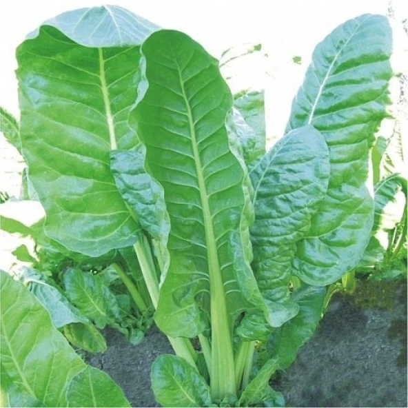 Yerli Pazı Tohumu 25 Gr (Ort 750 Ad Tohum) ürün görseli 1