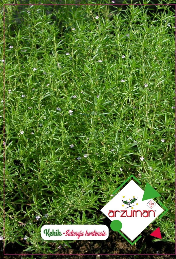 KEKİK TOHUMU 100 AD TOHUM ürün görseli 1