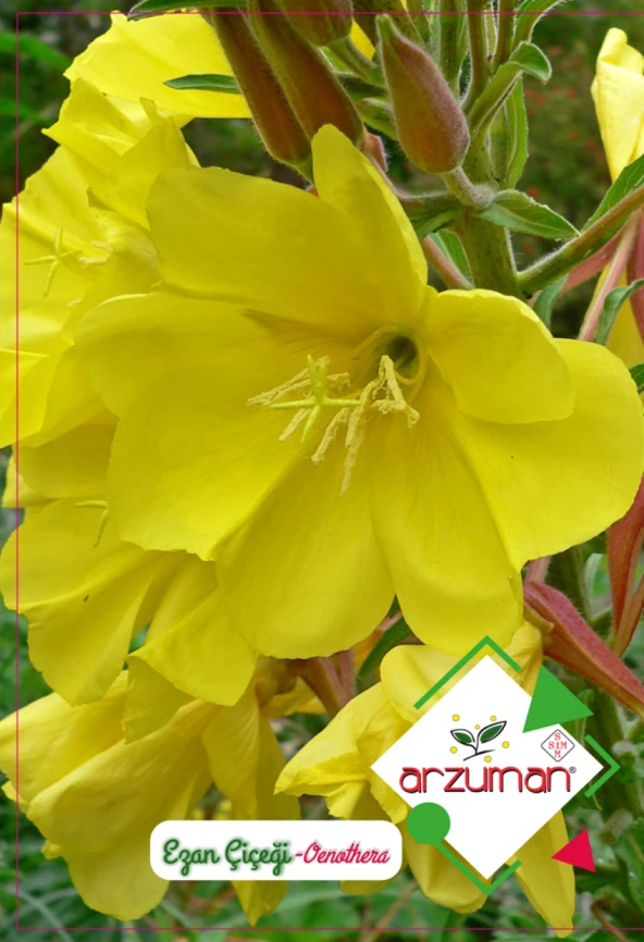 EZAN ÇİÇEĞİ TOHUMU 100 ADET TOHUM ürün görseli 1