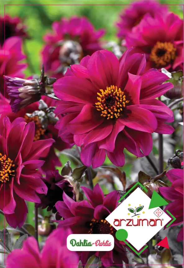 DAHLİA ÇİÇEĞİ TOHUMU 30 ADET TOHUM ürün görseli 1