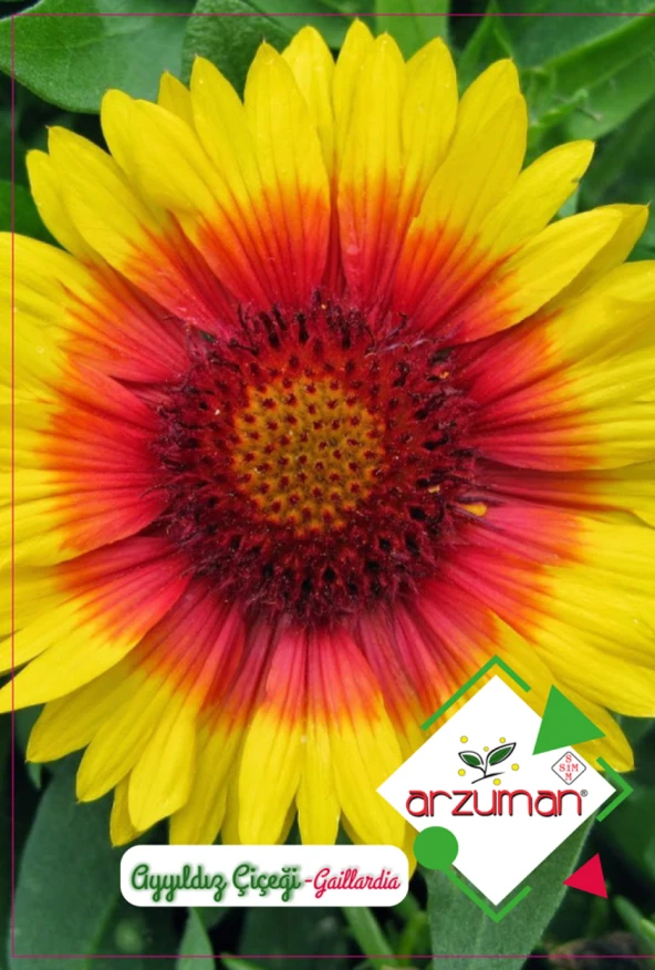 AYYILDIZ ÇİÇEĞİ TOHUMU 50 ADET TOHUM ürün görseli 1