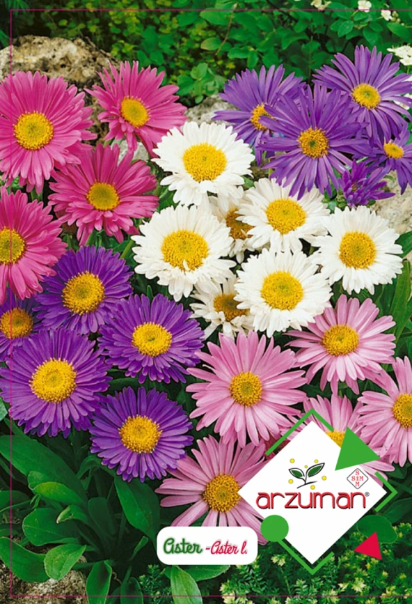 ASTER ÇİÇEĞİ (DİLBER KİRPİĞİ) TOHUMU 50 ADET TOHUM ürün görseli 1