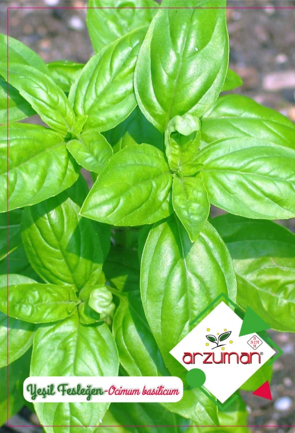 YEŞİL REYHAN (FESLEĞEN) TOHUMU 100 AD TOHUM ürün görseli