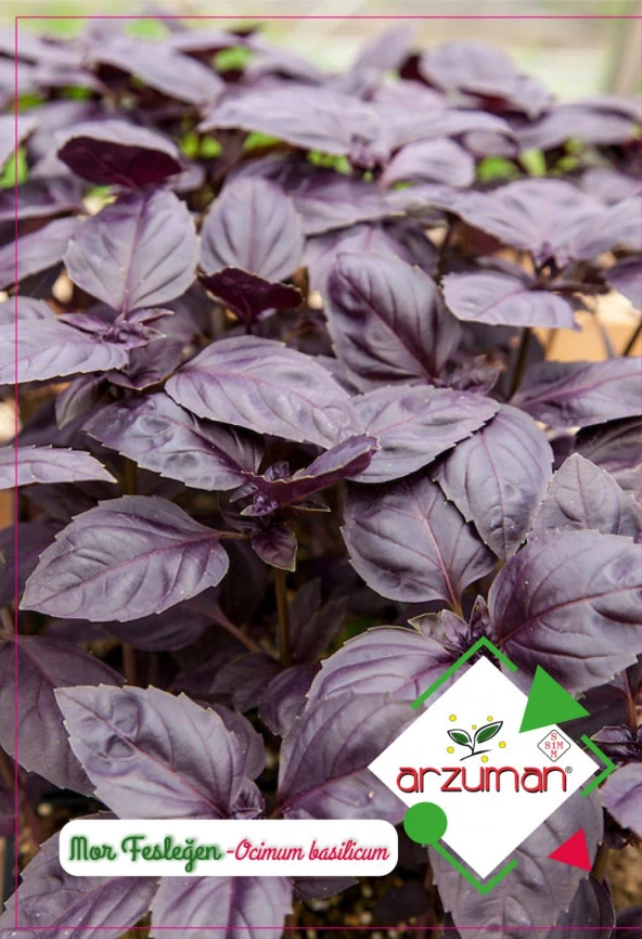 MOR REYHAN (FESLEĞEN) TOHUMU 100 AD TOHUM ürün görseli 1