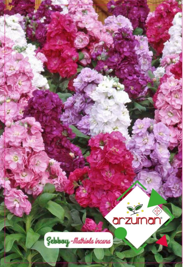 ŞEBBOY ÇİÇEĞİ TOHUMU 100 AD TOHUM ürün görseli 1