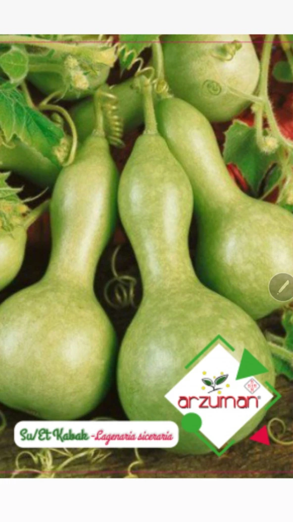 SU-ET KABAĞI TOHUMU 5 AD TOHUM ürün görseli 1