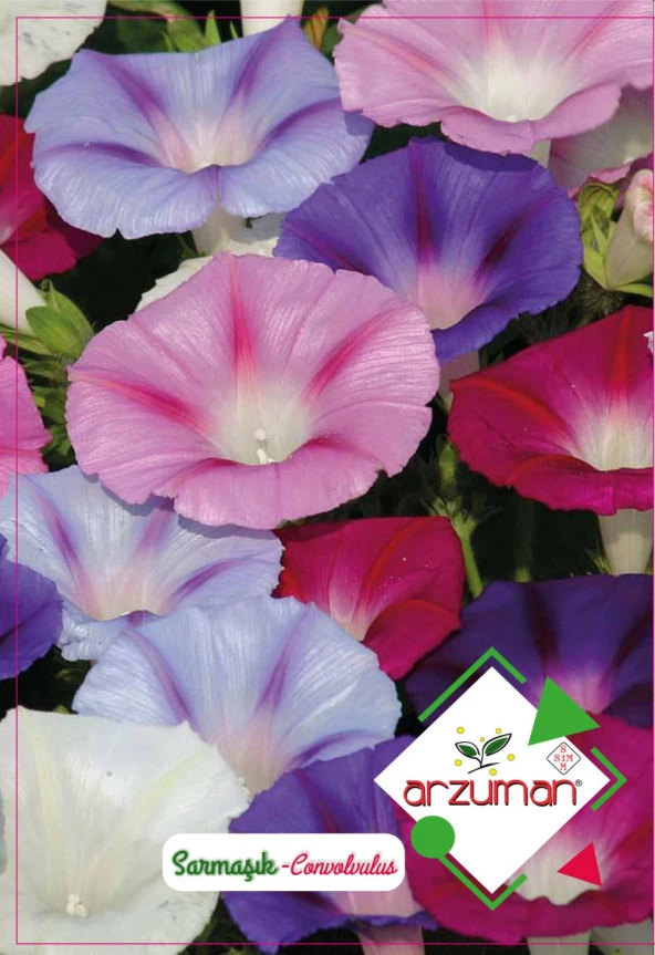 SARMAŞIK ÇİÇEĞİ TOHUMU 50 ADET TOHUM ürün görseli 1