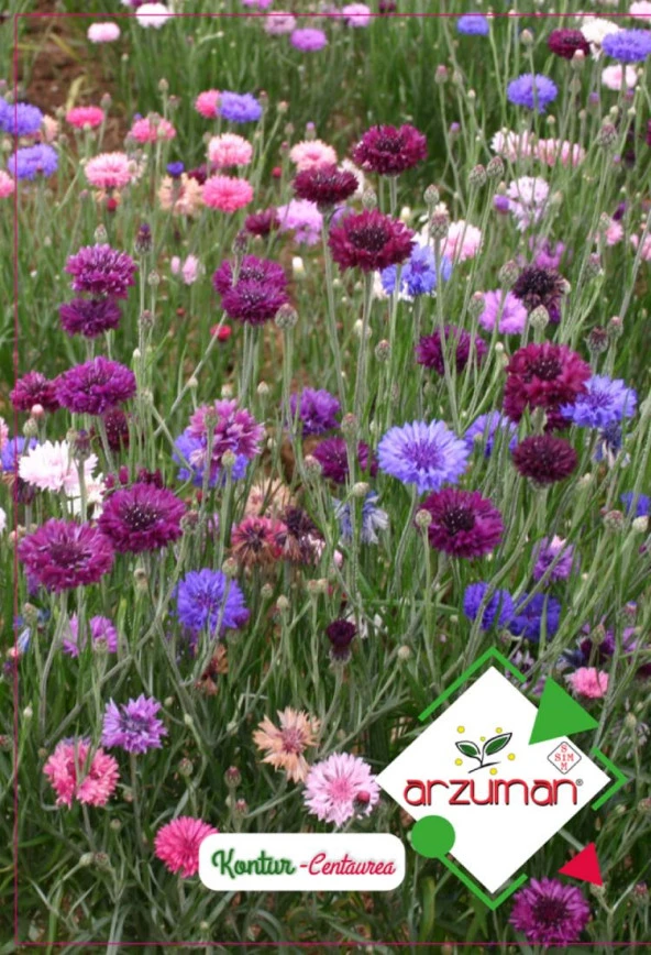 KONTUR ÇİÇEĞİ TOHUMU 50 ADET TOHUM ürün görseli 1