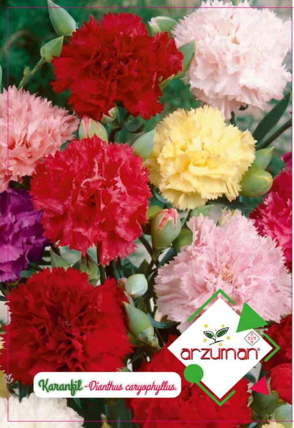 KARANFİL ÇİÇEĞİ TOHUMU 100 ADET TOHUM ürün görseli 1