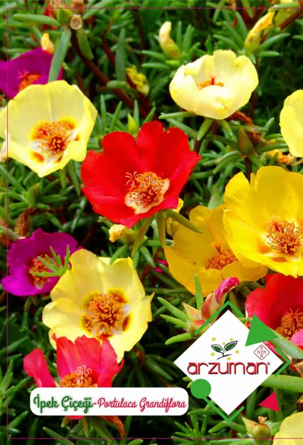 İPEK (ŞELLAKİ) ÇİÇEĞİ TOHUM 100 ADET TOHUM ürün görseli