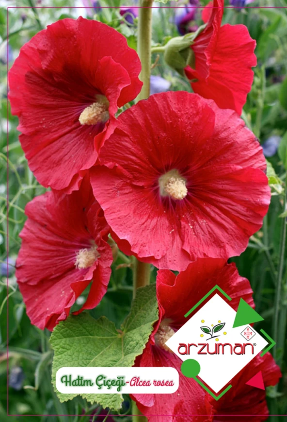 HATİM ÇİÇEĞİ TOHUMU 50 ADET TOHUM ürün görseli 1