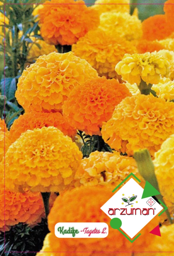 KADİFE ÇİÇEĞİ TOHUMU 50 ADET TOHUM ürün görseli 1