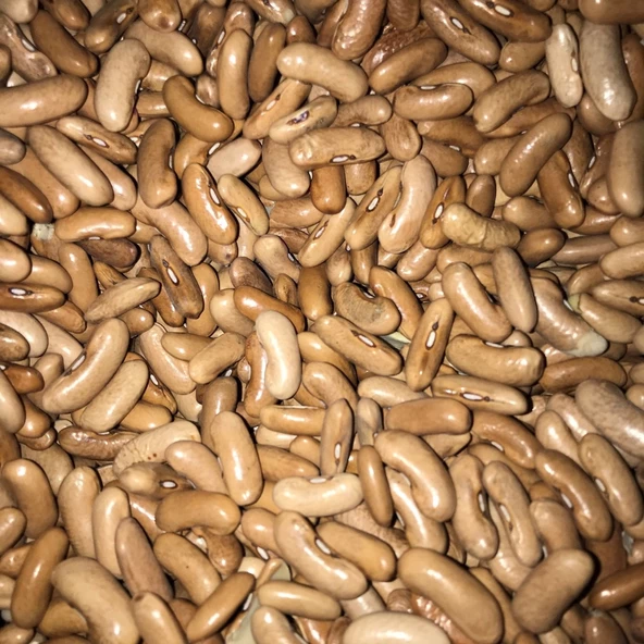 YERLİ ATLANTİS OTURAK FASULYE TOHUMU 100 GR ürün görseli 1