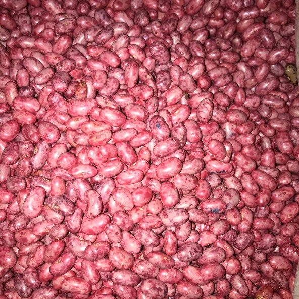 GİNA OTURAK FASULYE TOHUMU 100 GR ürün görseli 1